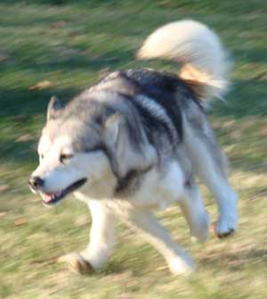 Hudsons Malamutes - Zurry