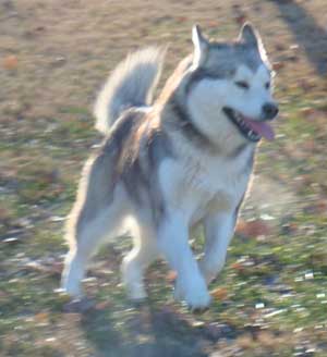 Hudsons Malamutes - Zurry