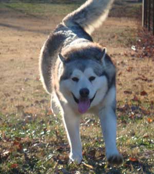 Hudsons Malamutes - Zurry