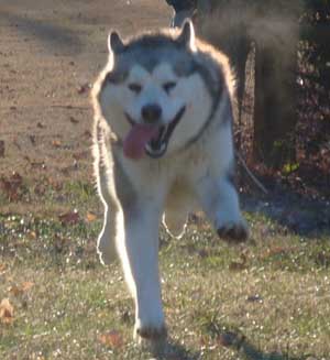 Hudsons Malamutes - Zurry