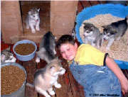 Hudsons Malamutes - Alex with Rubys pups