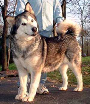 Hudsons Malamutes - Arctic