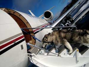 Hudsons Malamutes - Arctic