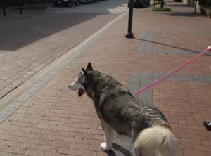 Hudsons Malamutes - Arctic