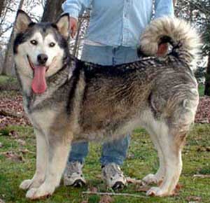 Hudsons Malamutes - Arctic