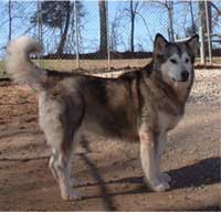 Hudsons Malamutes - Arctic