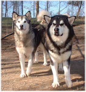 Hudsons Malamutes - Arctic