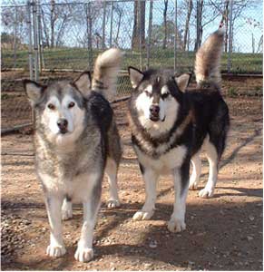 Hudsons Malamutes - Arctic