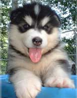 Hudson's Malamutes - Black Alaskan Malamute Puppy