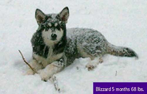 Hudons Malamutes - Blizzard