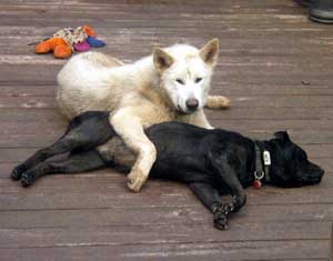 Hudons Malamutes - Boris and Uno