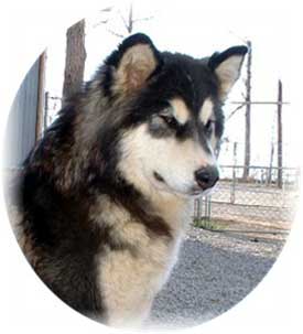 Hudsons Malamutes - Bryn