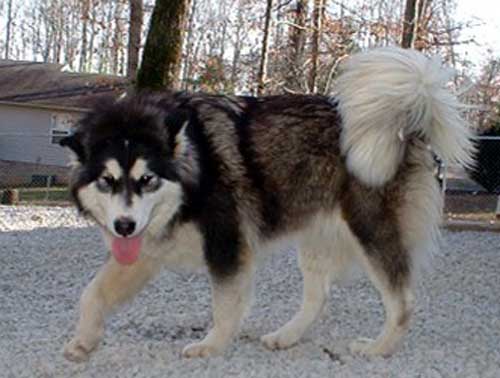 Hudsons Malamutes - Bryn