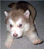 Hudons Malamutes - Callie - born Born January  2003