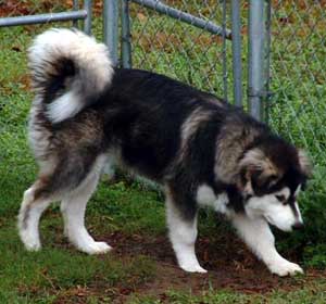 Hudons Malamutes - Cimarron