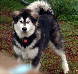 Hudons Malamutes - Cimarron