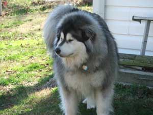 Hudons Malamutes - Cimarron