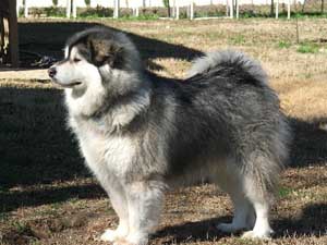 Hudons Malamutes - Cimarron