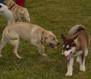 Hudsons Malamutes - Cinnabar playing at Puppy Kindergarten