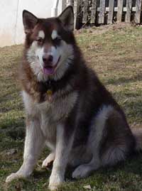 Hudons Malamutes -  Cinnabar