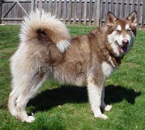 Hudons Malamutes -  Cinnabar