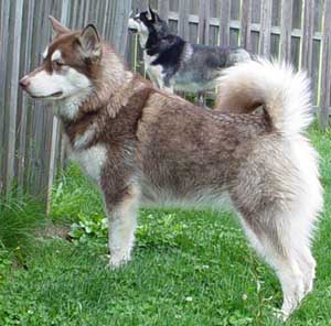 Hudons Malamutes -  Cinnabar