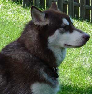 Hudons Malamutes -  Cinnabar