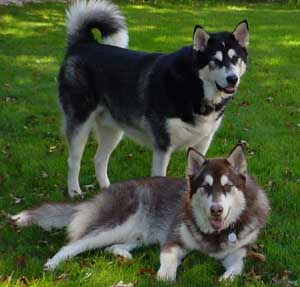 Hudons Malamutes -  Cinnabar