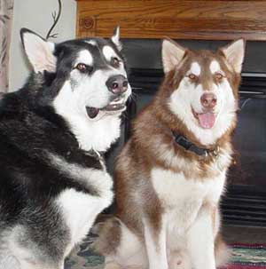 Hudons Malamutes -  Cinnabar