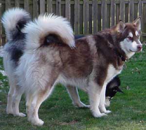 Hudons Malamutes -  Cinnabar