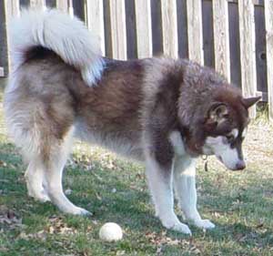 Hudons Malamutes - Cinnabar