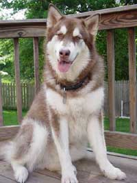 Hudons Malamutes -  Cinnabar