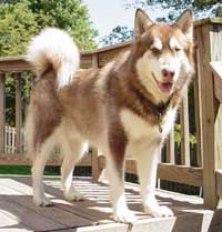 Hudons Malamutes -  Cinnabar