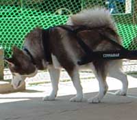 Hudons Malamutes - Cinnabar