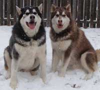 Hudons Malamutes -  Cinnabar