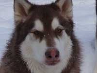 Hudsons Malamutes - Cinnabar - Canine Good Citizen Graduate