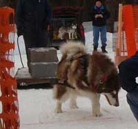 Hudons Malamutes -  Cinnabar