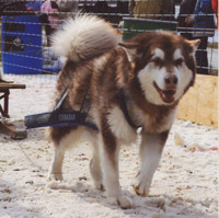 Hudons Malamutes -  Cinnabar