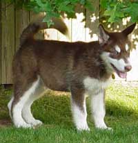 Hudons Malamutes - Cinnabar