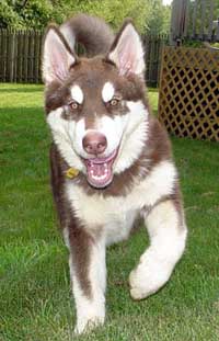 Hudons Malamutes -  Cinnabar