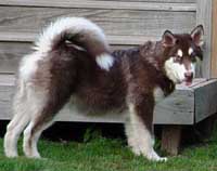 Hudons Malamutes -  Cinnabar