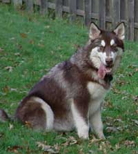 Hudons Malamutes -  Cinnabar