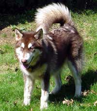 Hudons Malamutes -  Cinnabar