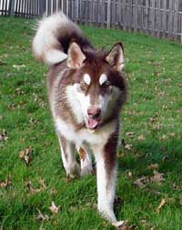 Hudons Malamutes -  Cinnabar