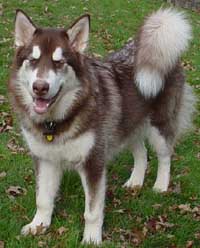 Hudons Malamutes -  Cinnabar