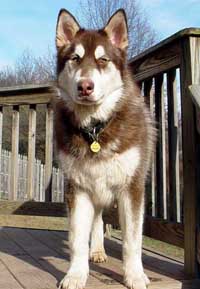 Hudons Malamutes - Cinnabar