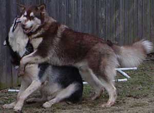 Hudons Malamutes -  Cinnabar