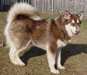 Hudons Malamutes -  Cinnabar