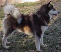 Hudons Malamutes -  Cinnabar