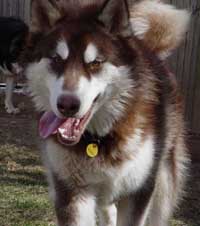 Hudons Malamutes -  Cinnabar